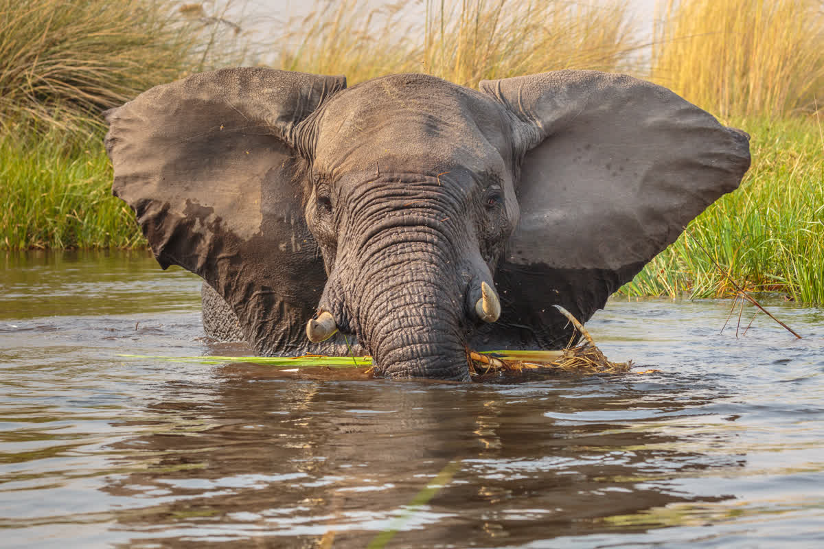 Elefanten in der Moremi-Region