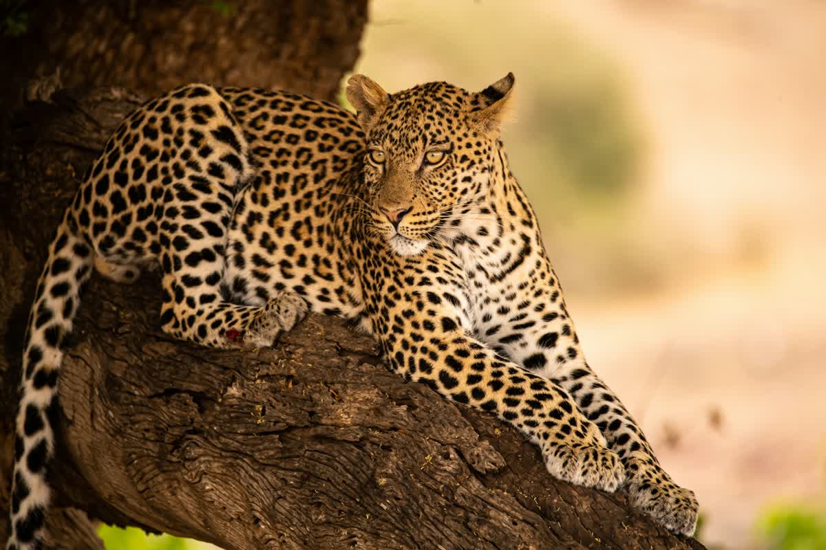 Leopard im Moremi Game Reserve