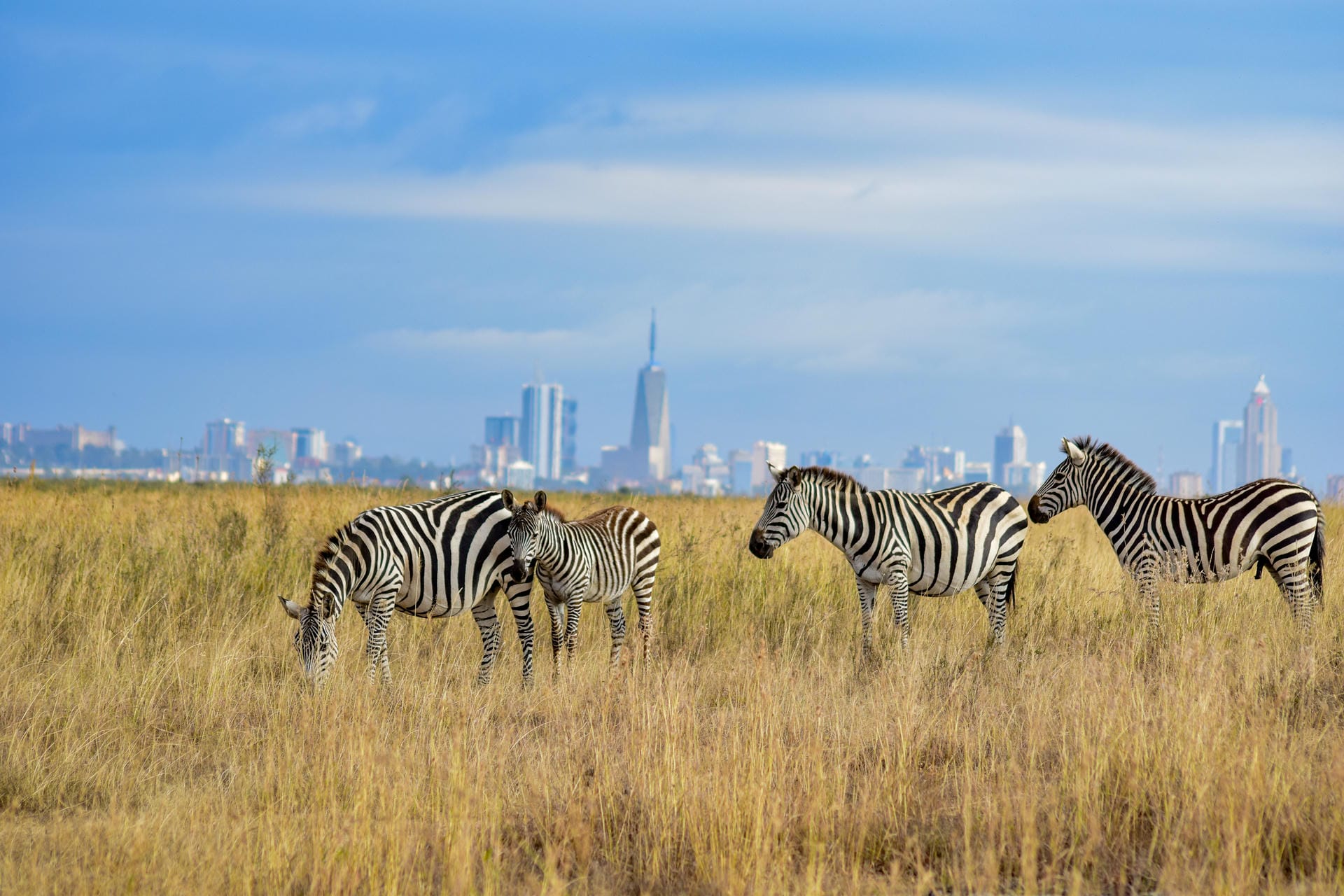 Zebras vor der Skyline Nairobi's
