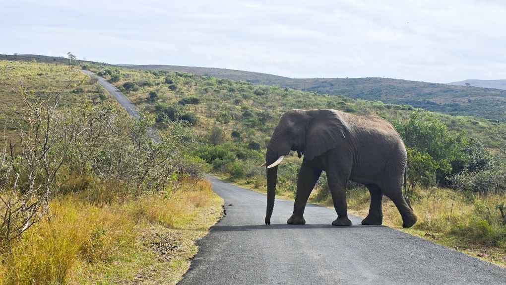 Elefant im Hluhluwe-iMfolozi Park