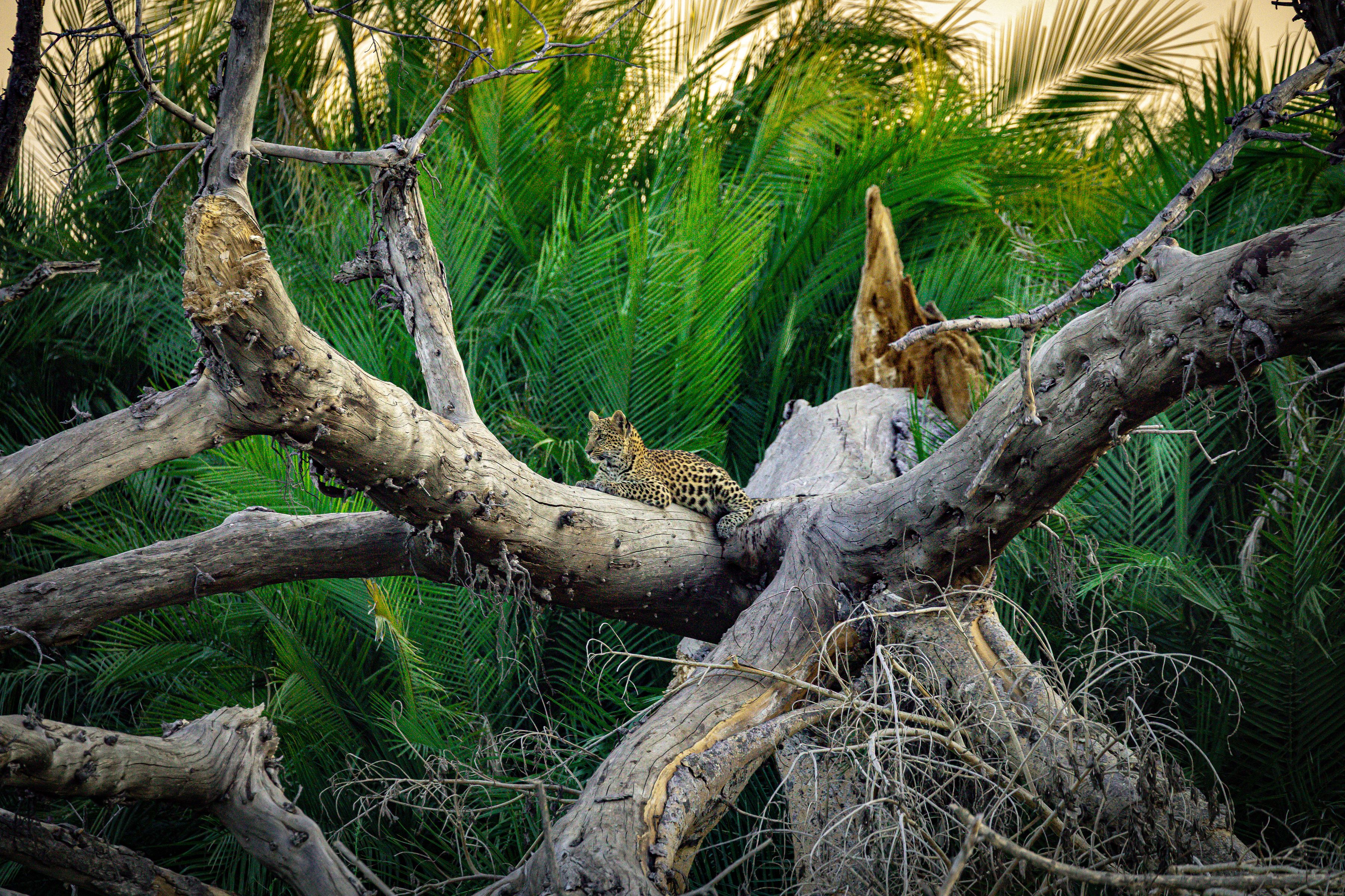 Leopard in the delta region