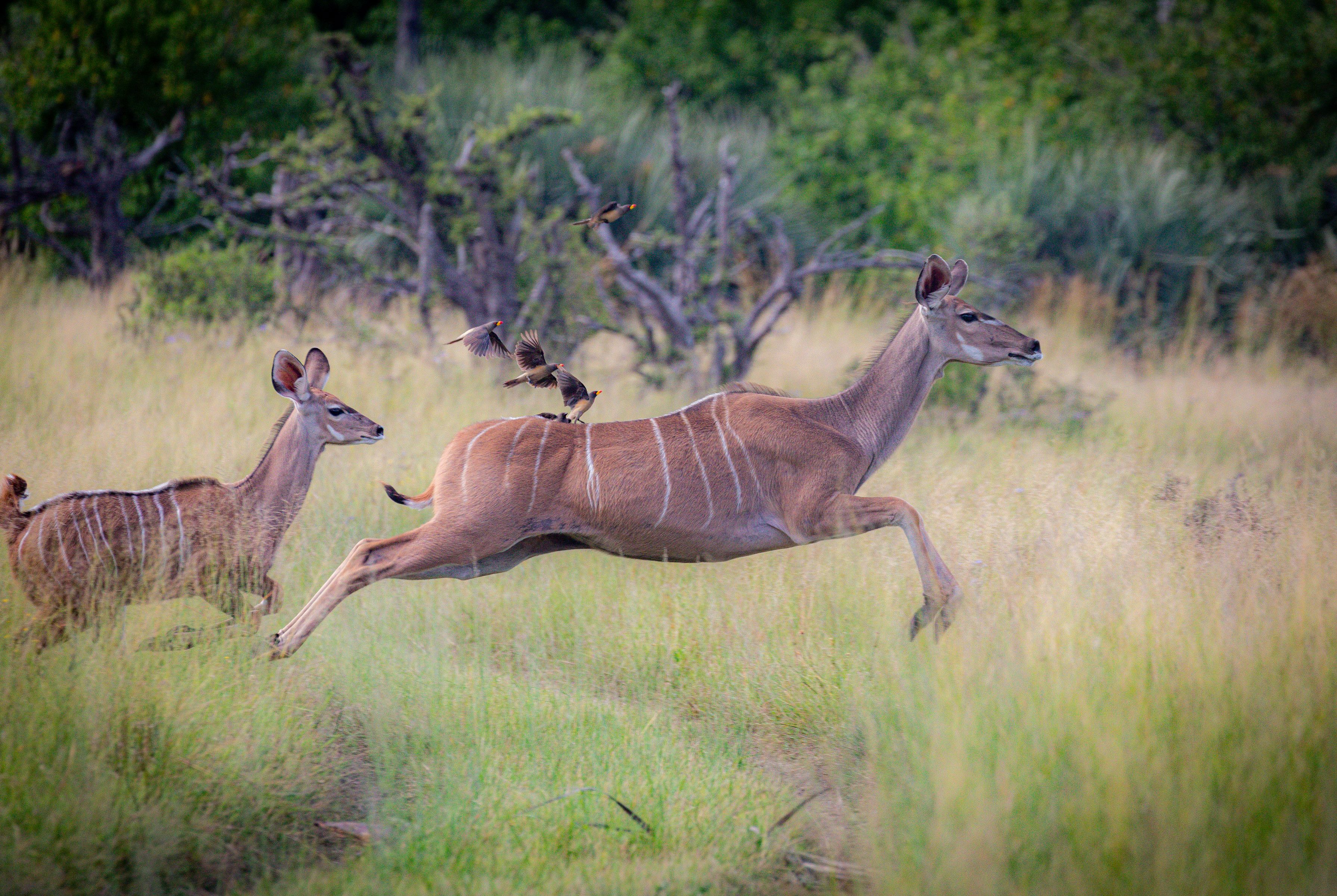 Kudu antelope in the bush