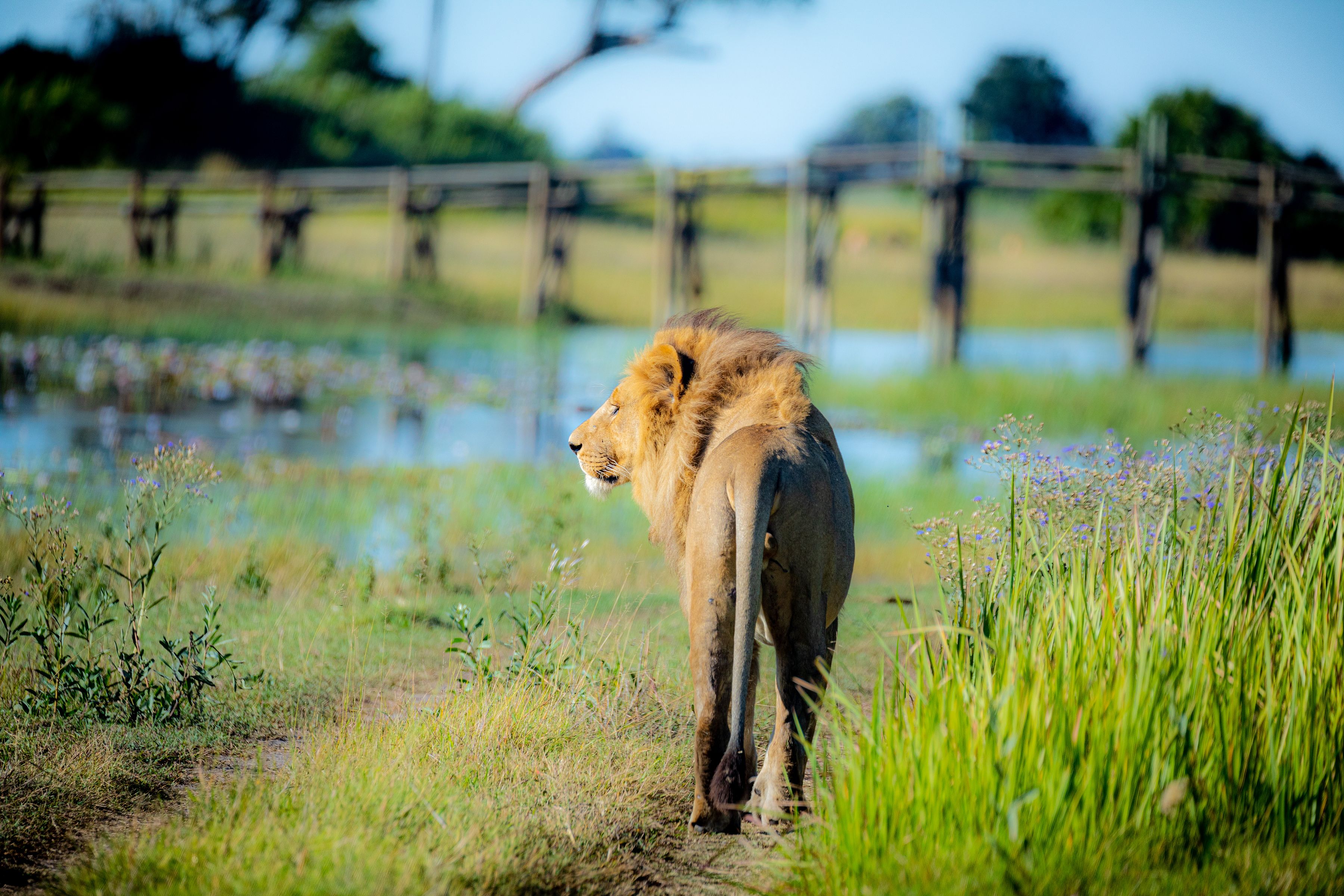 Lion near water