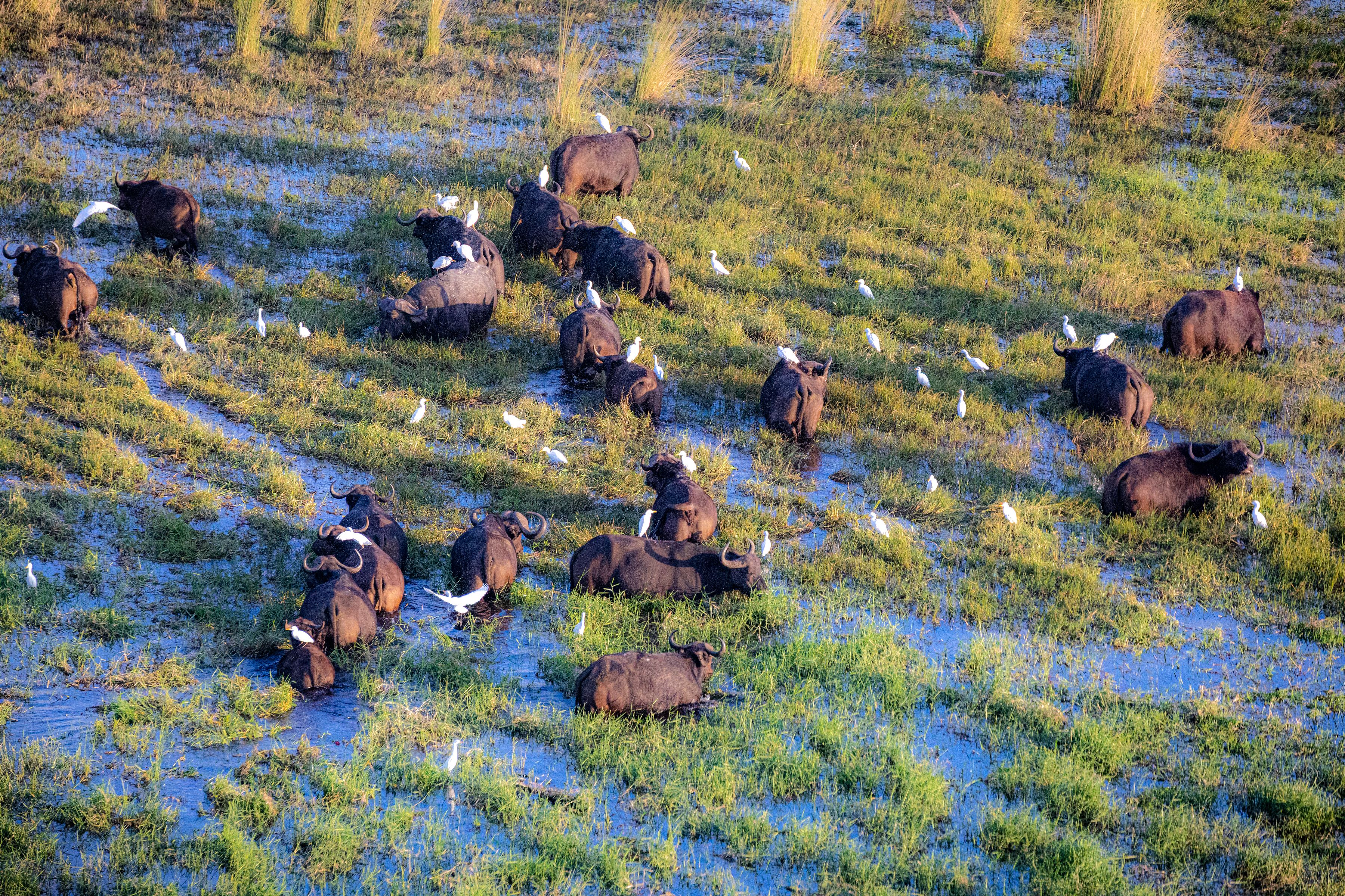 Hippos in the Okavango Delta