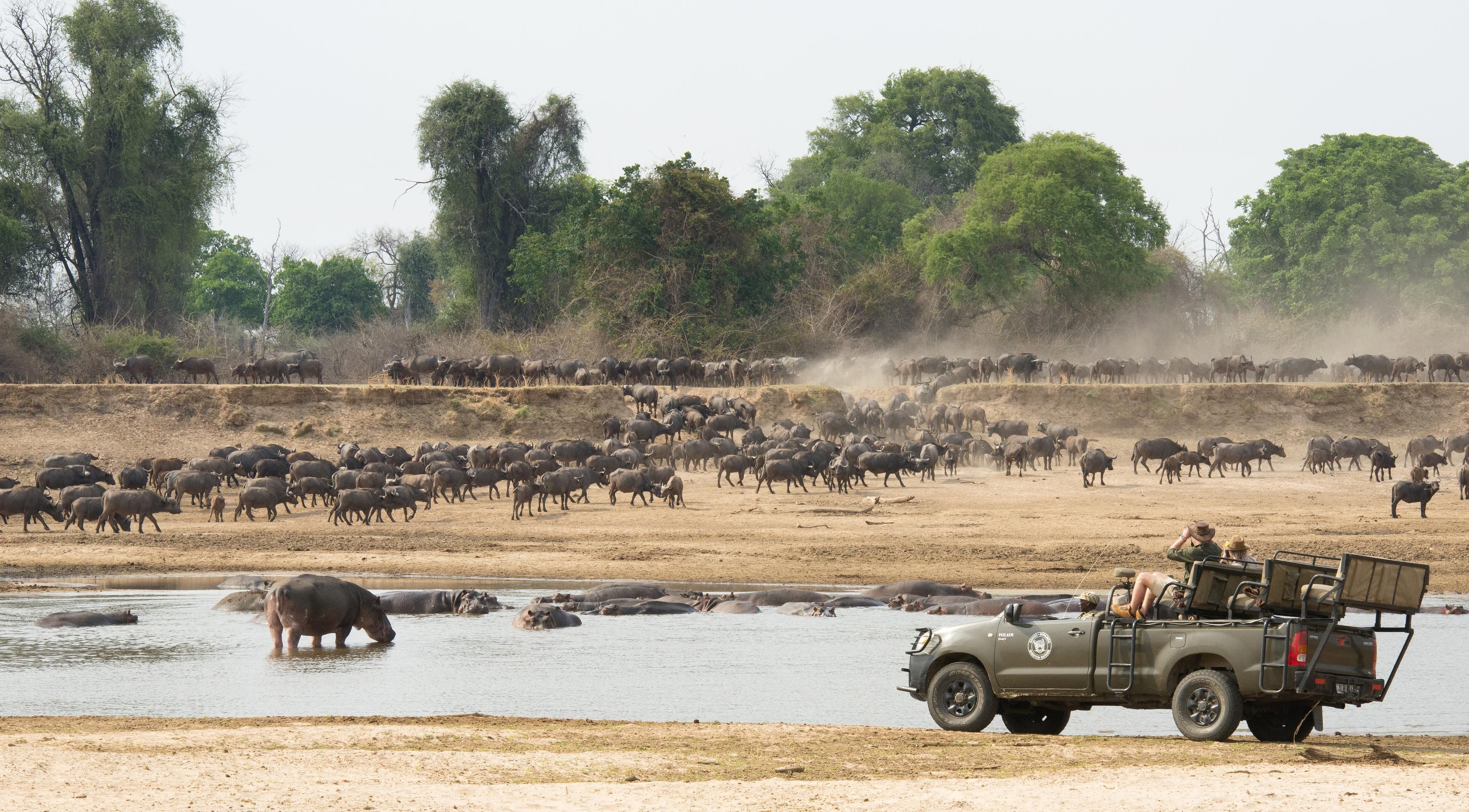 Game drive in South Luangwa National Park