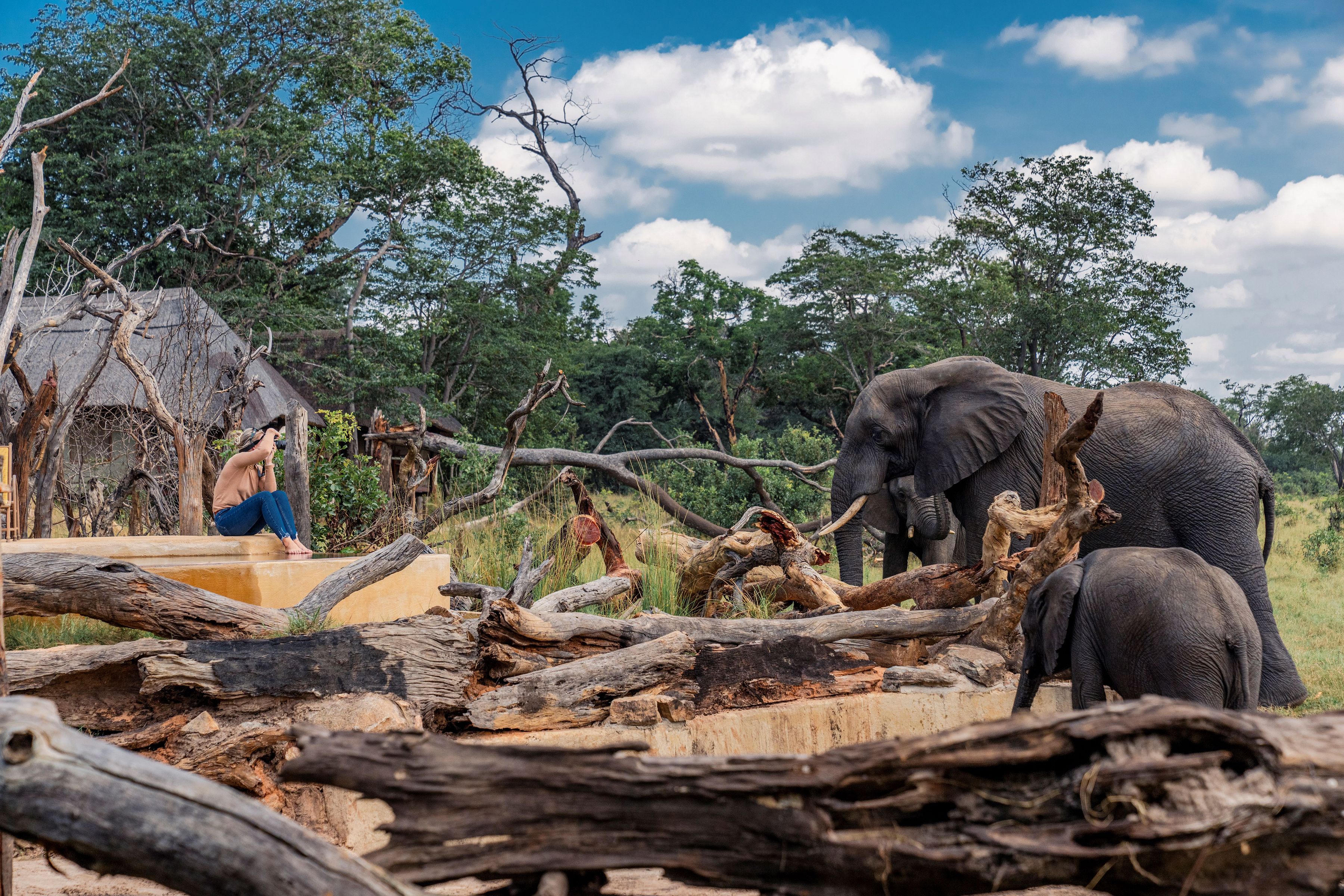Elephants at a waterhole
