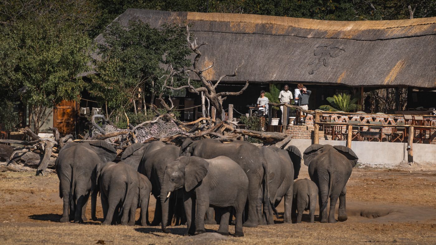 Elephants near Khulu Bushcamp