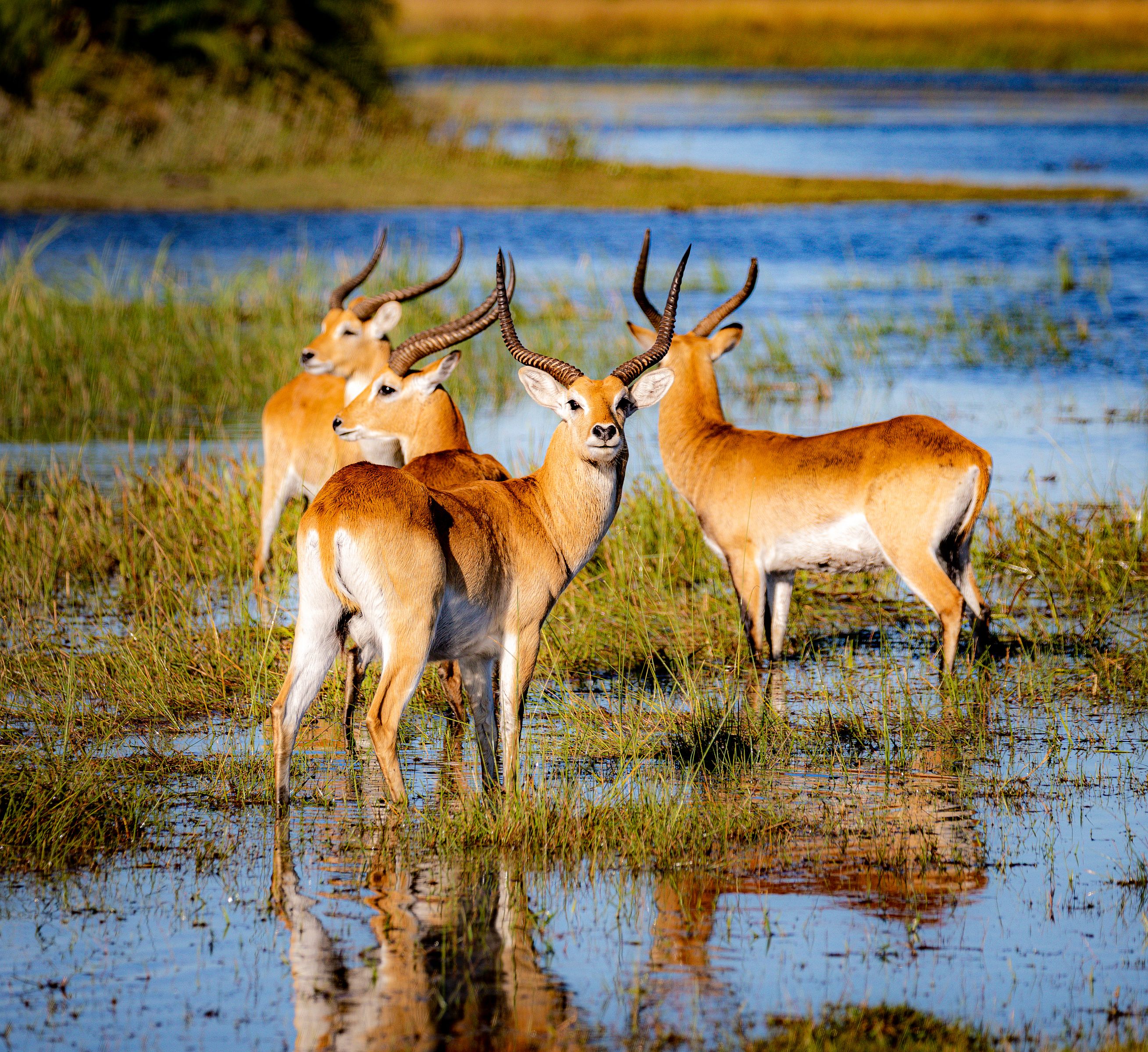 Lechwe antelope in the Okavango Delta