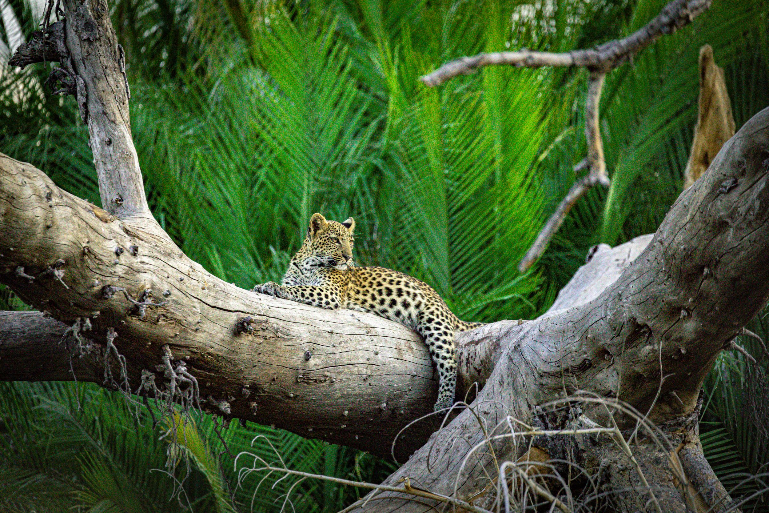Leopard in Moremi Game Reserve