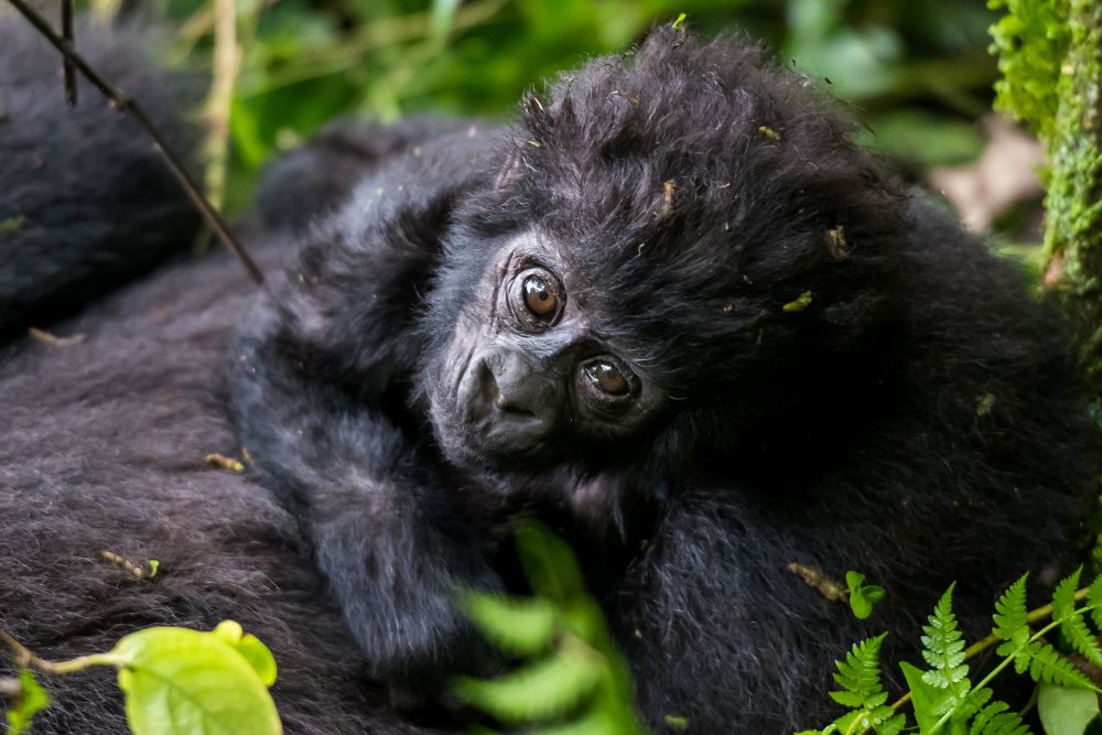 Gorilla-Baby im Bwindi Forest