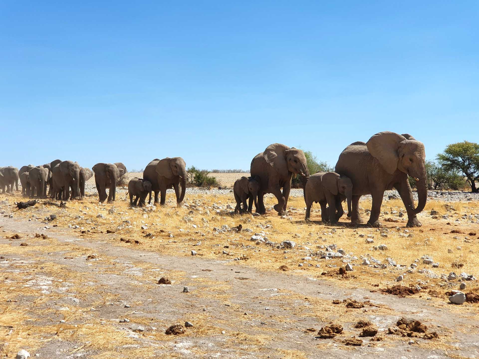 Elefanten an einem Wasserloch in Etosha