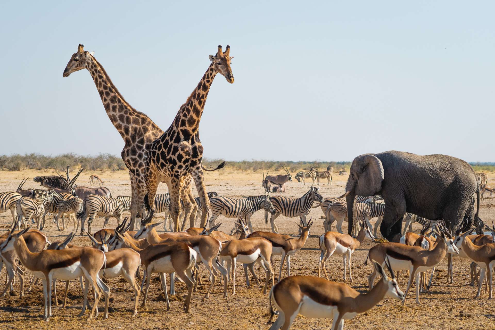 Tiere im Etosha Nationalpark