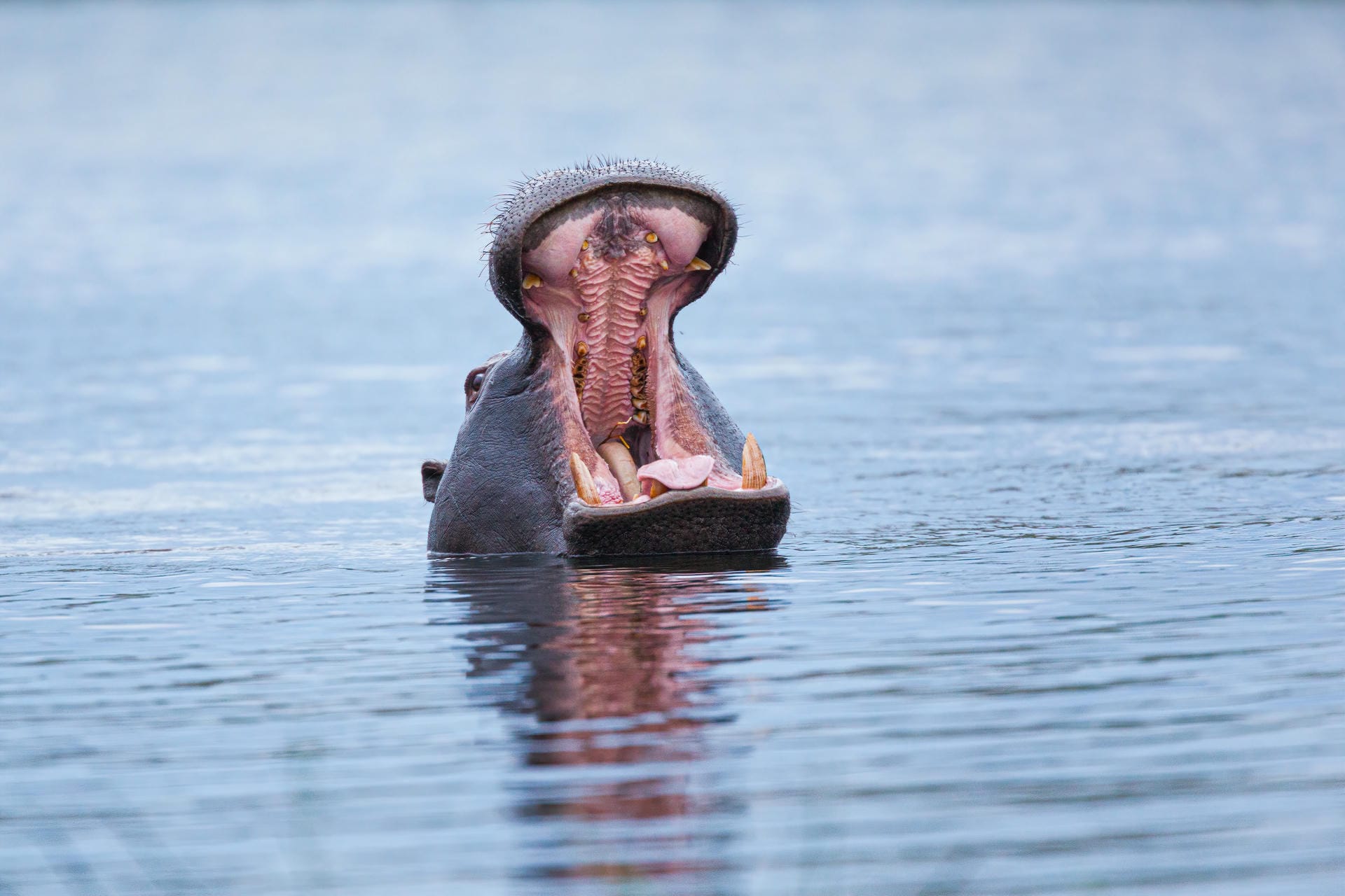 Hippo im Fluss