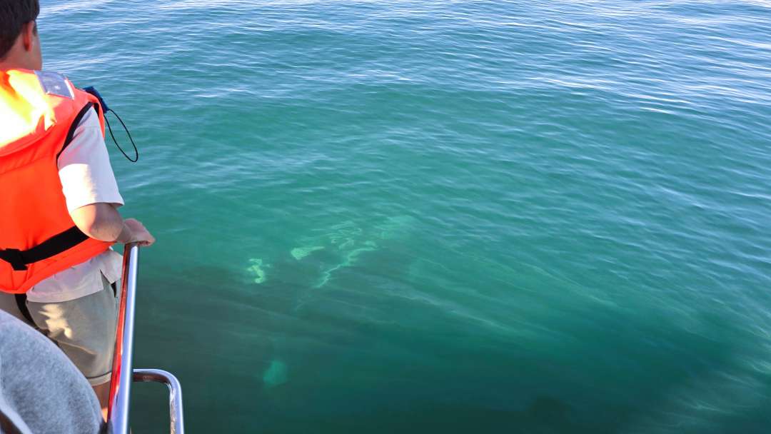 Walbeobachtunb bei Hermanus