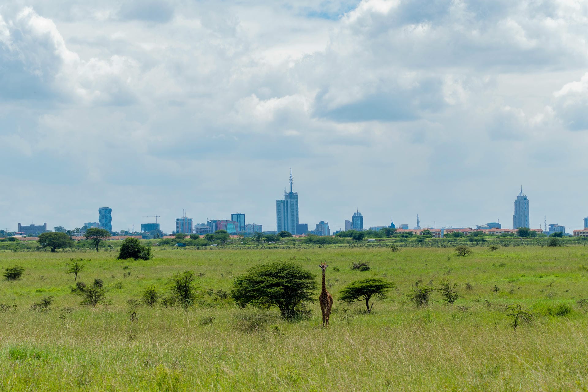 Nationalpark mit Nairobi im Hintergrund