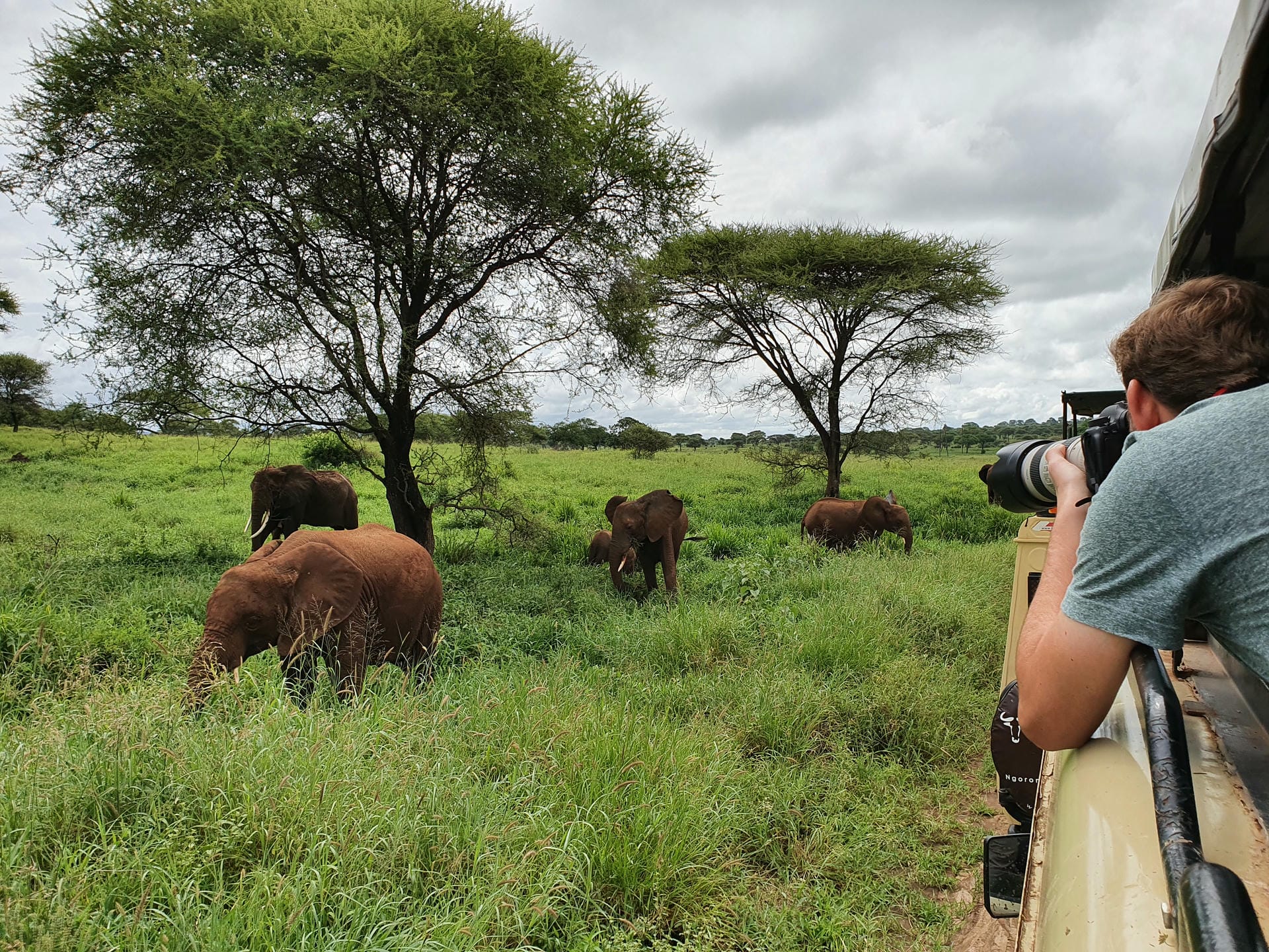 Elefanten im Tarangire Nationalpark