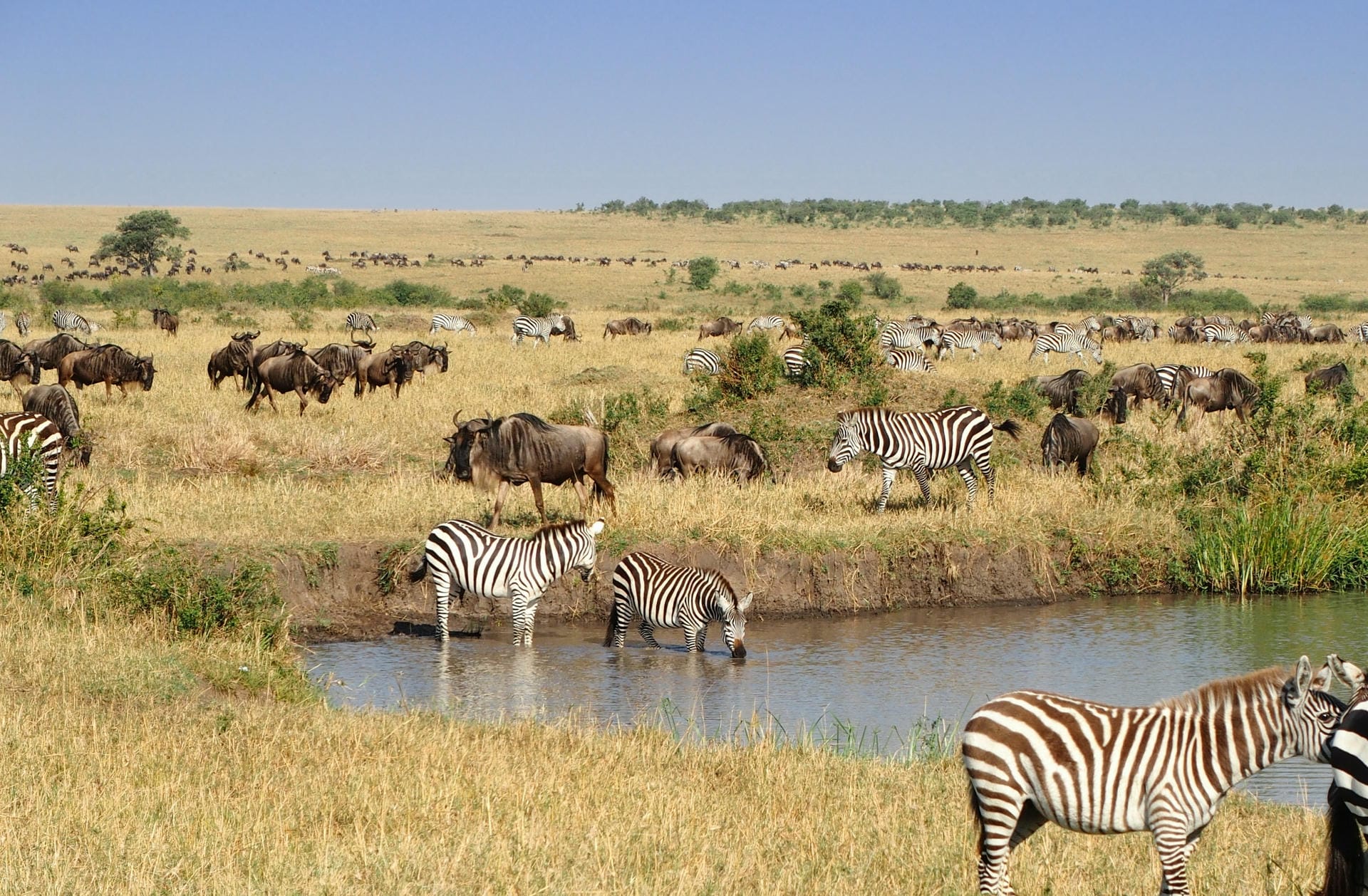 Zebras und Gnus in der Masai Mara