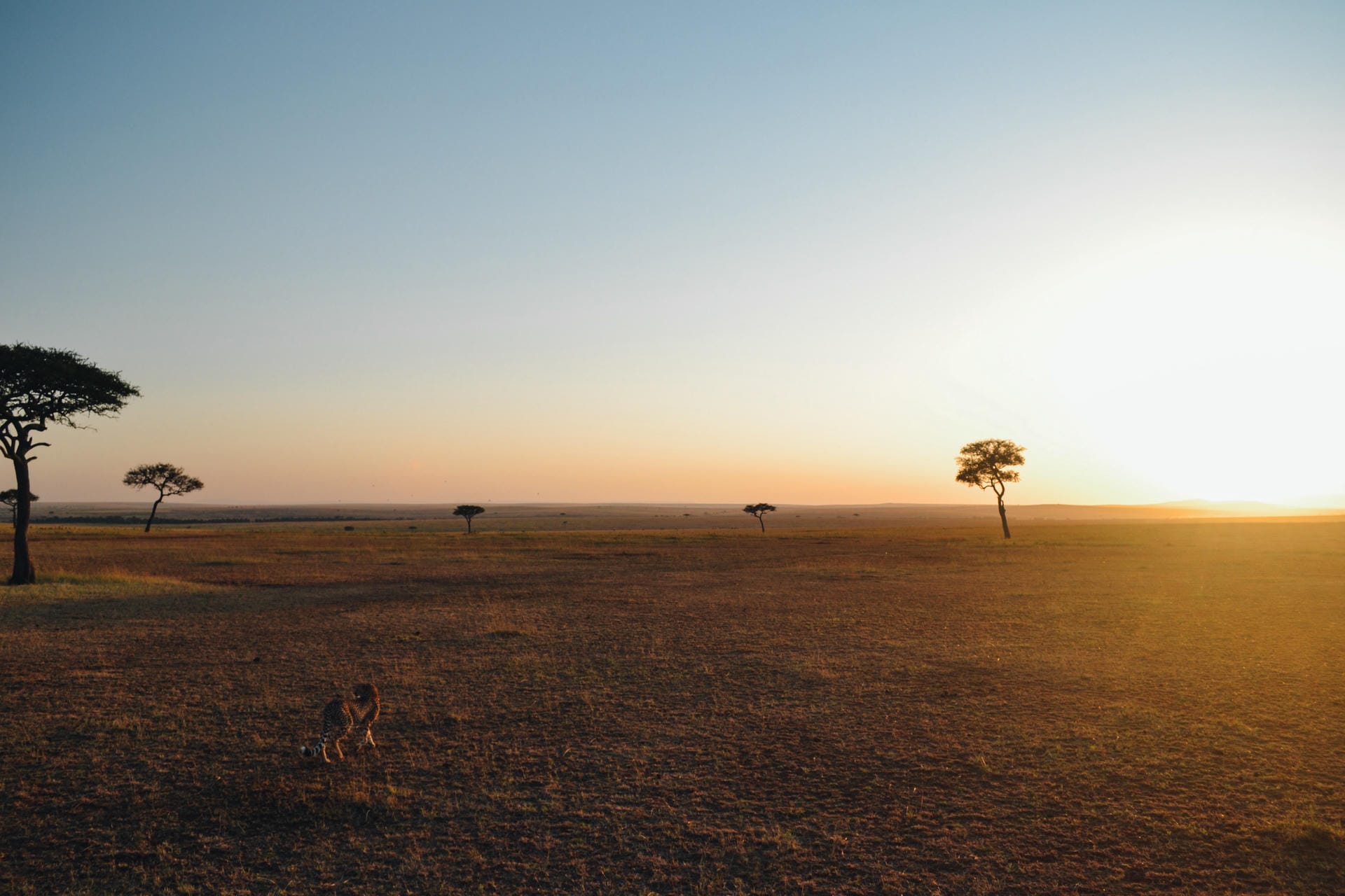 Serengeti in der Abenddämmerung