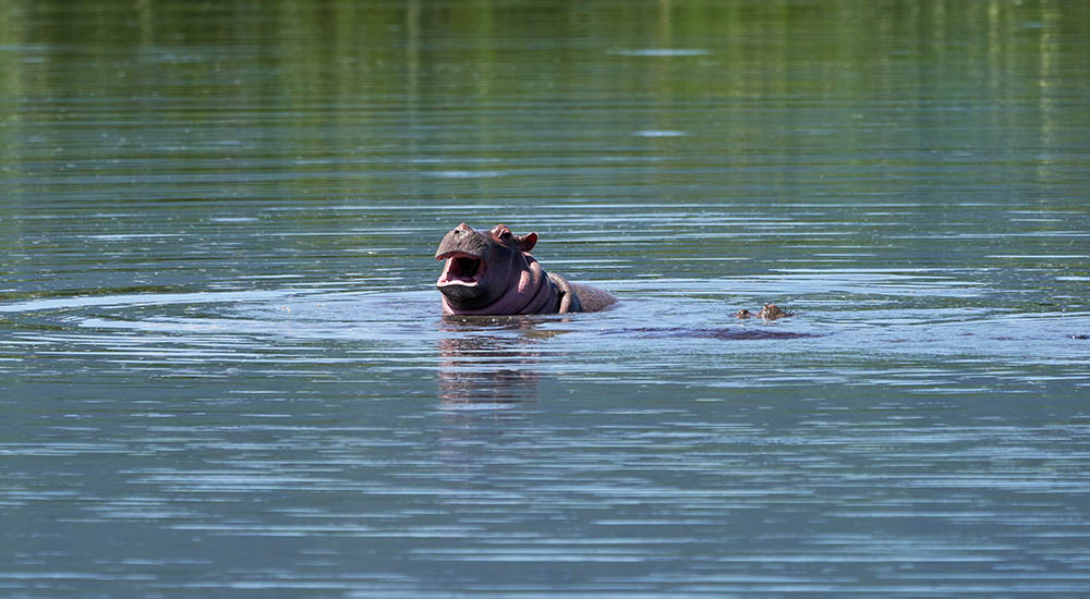 Flusspferd Baby im Wasser