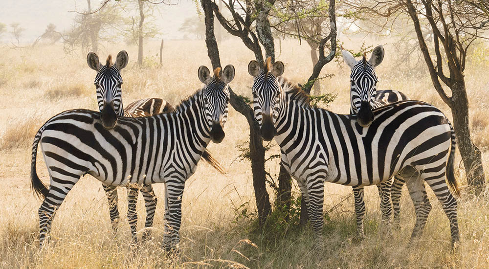 Zebras in der Serengeti