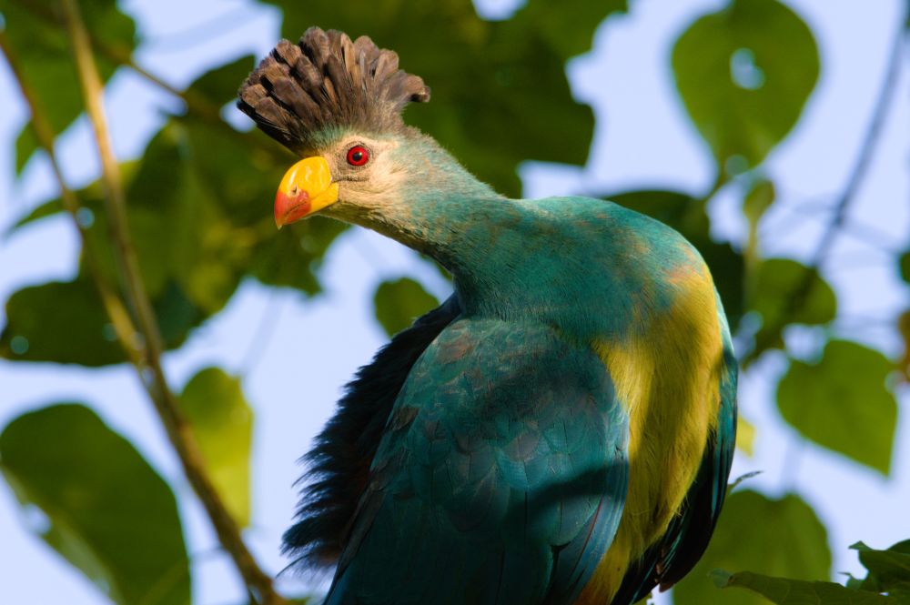 Bunte Vogelwelt Ugandas