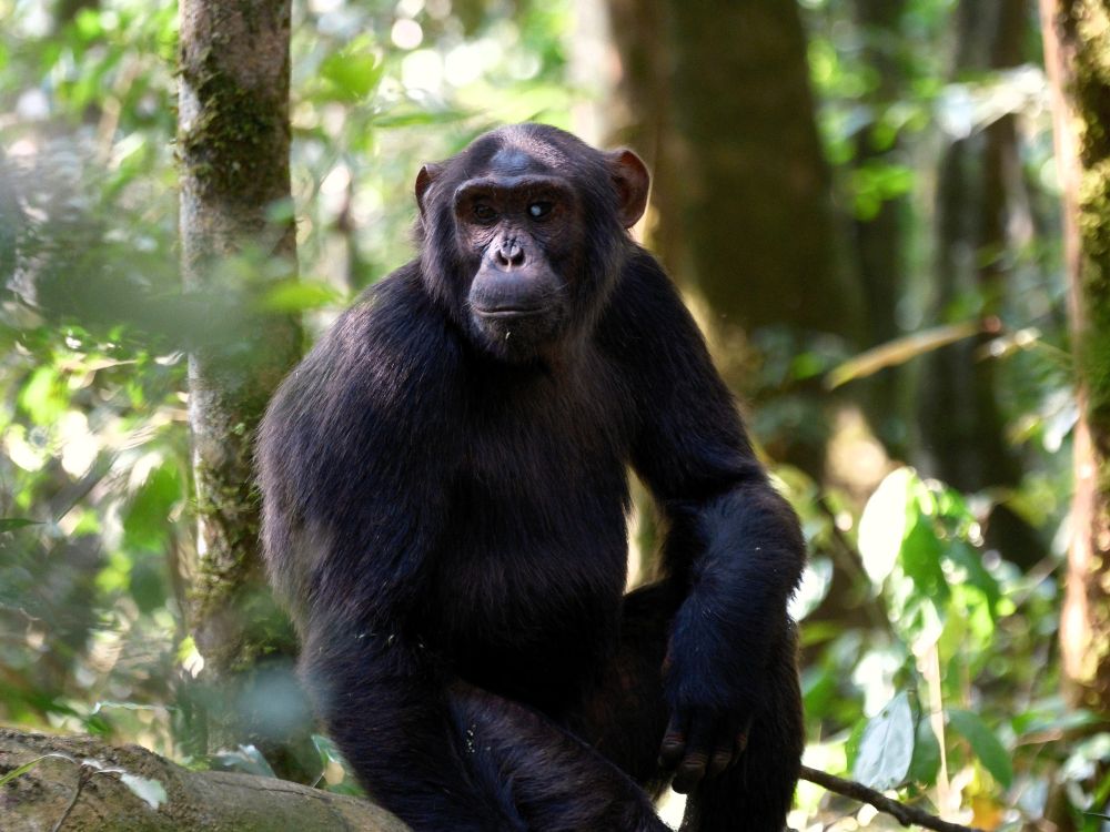 Schimpanse im Kibale Forest