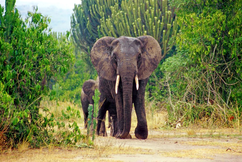 Elefant läuft mit Baby durch den Park