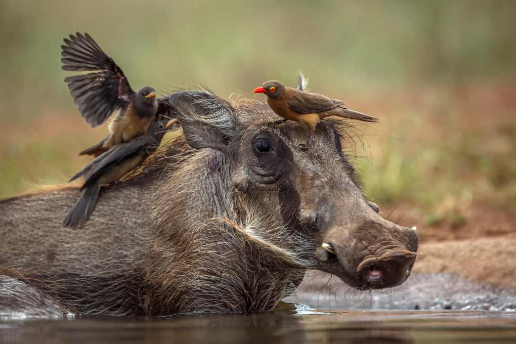 Warzenschwein im Krüger Nationalpark