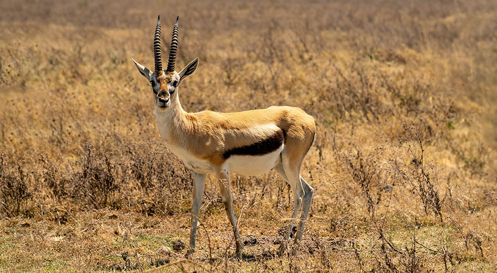 Antilope im Ngorongoro Krater