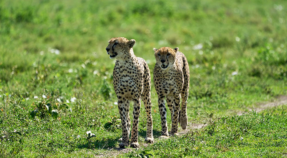 Geparden im Ngorongoro Krater