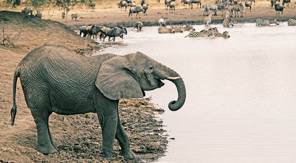 Elefant im Tarangire Nationalpark