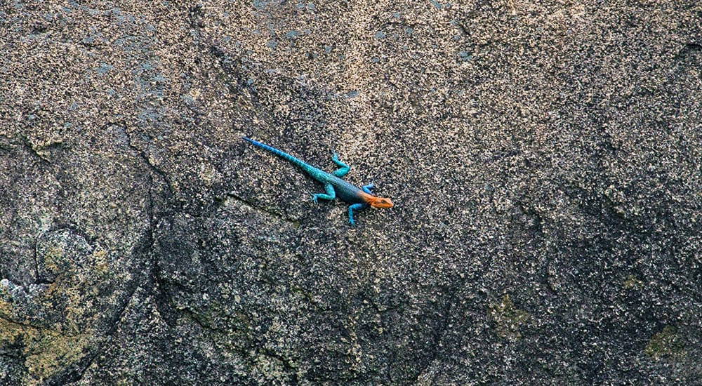 Siedleragame in Tansania