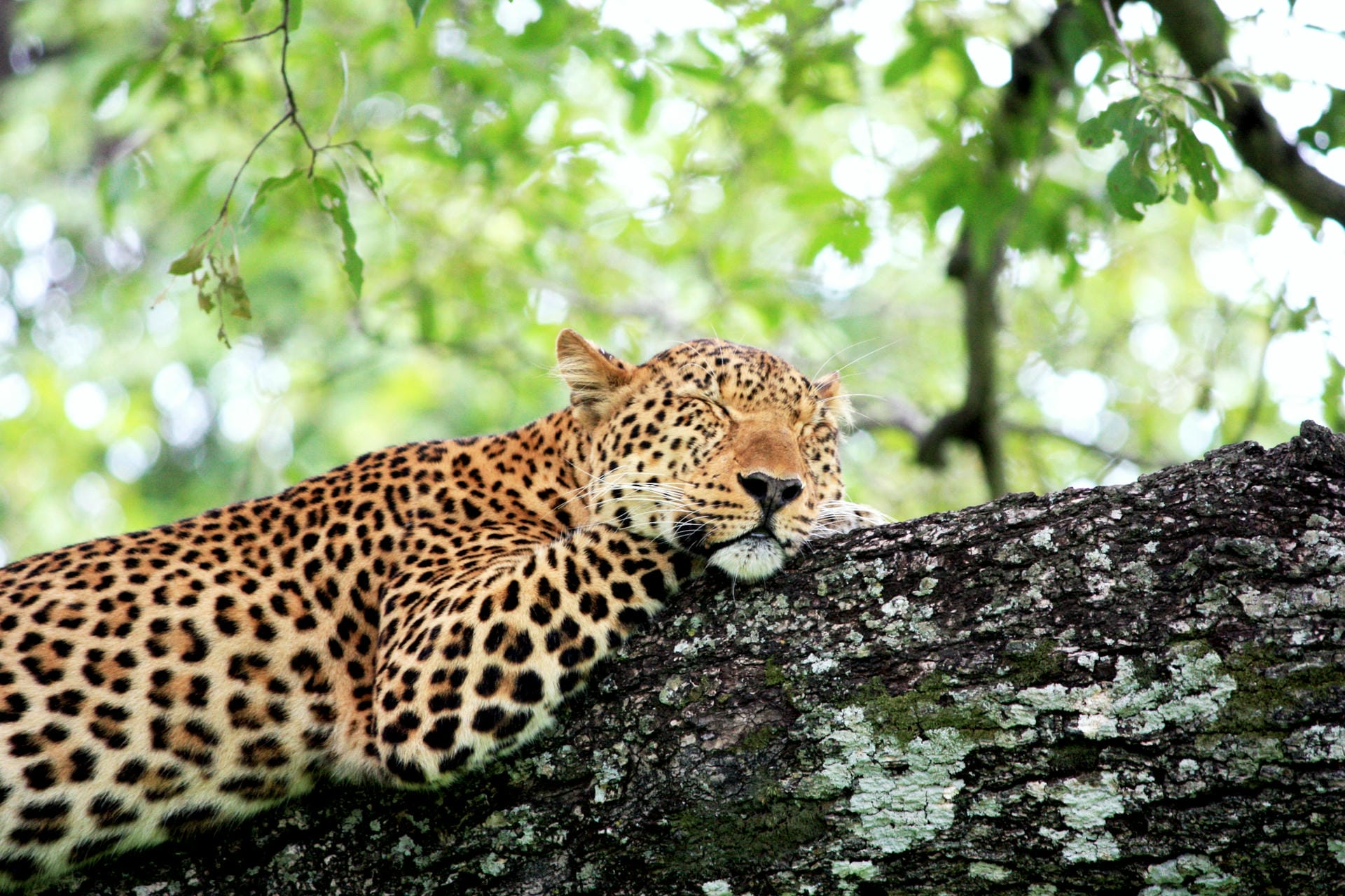 Leopard auf einem Baum