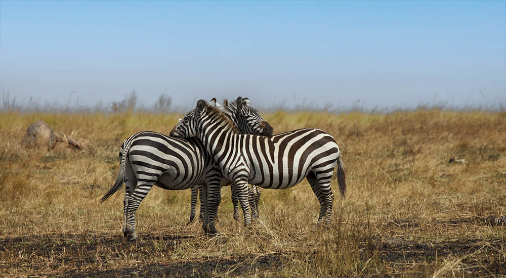 Zebras im Nationalpark