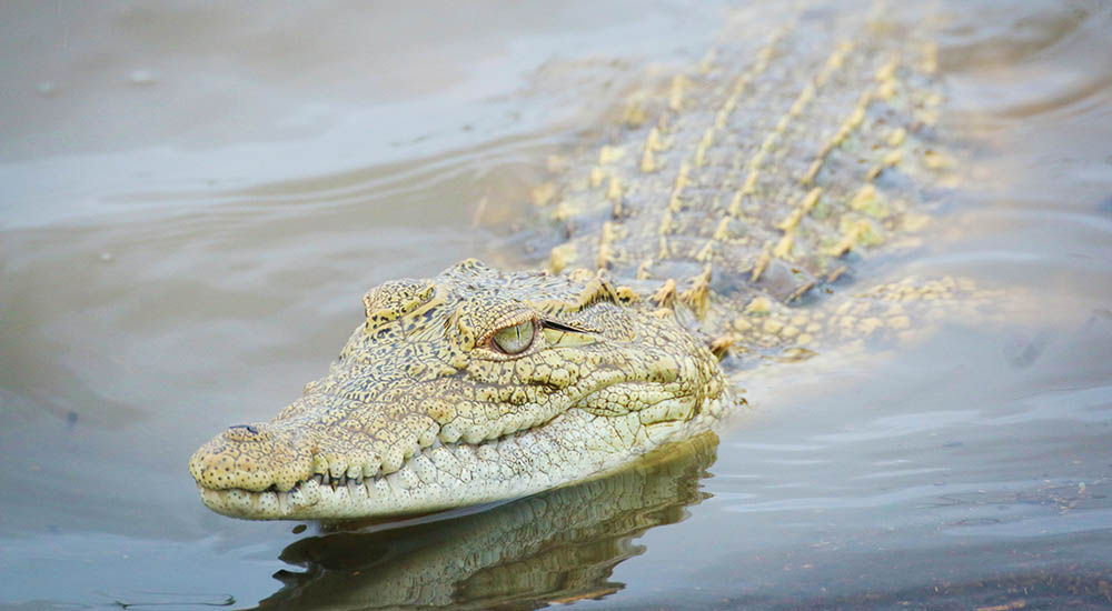 Krokodil in Tansania