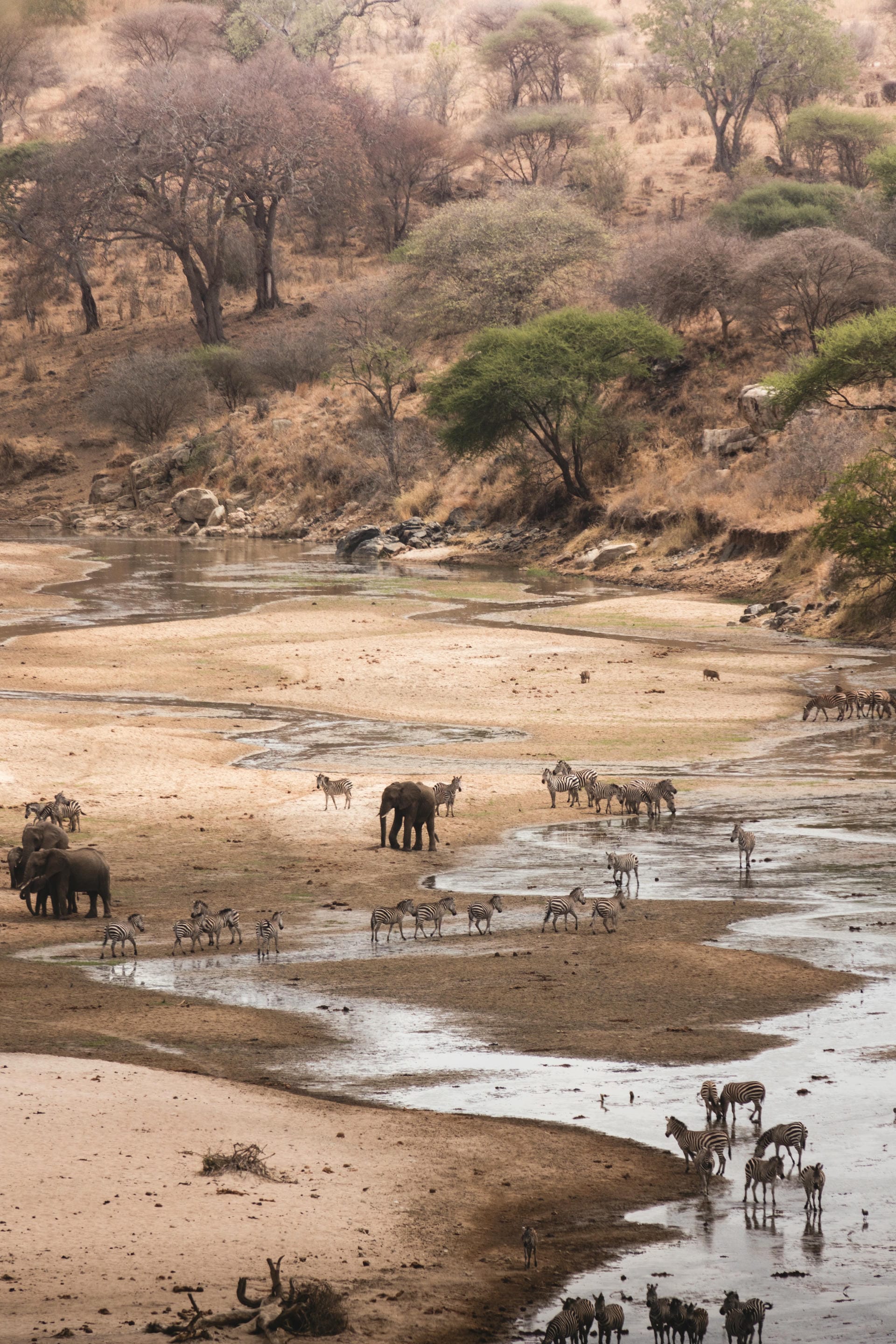 Tiere im Fluss