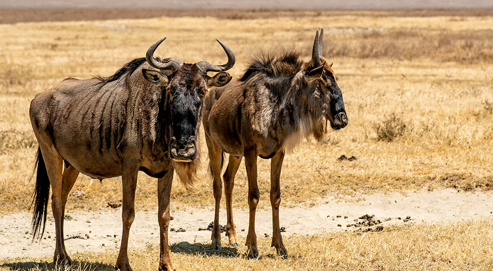 Gnus im Ngorongoro Krater