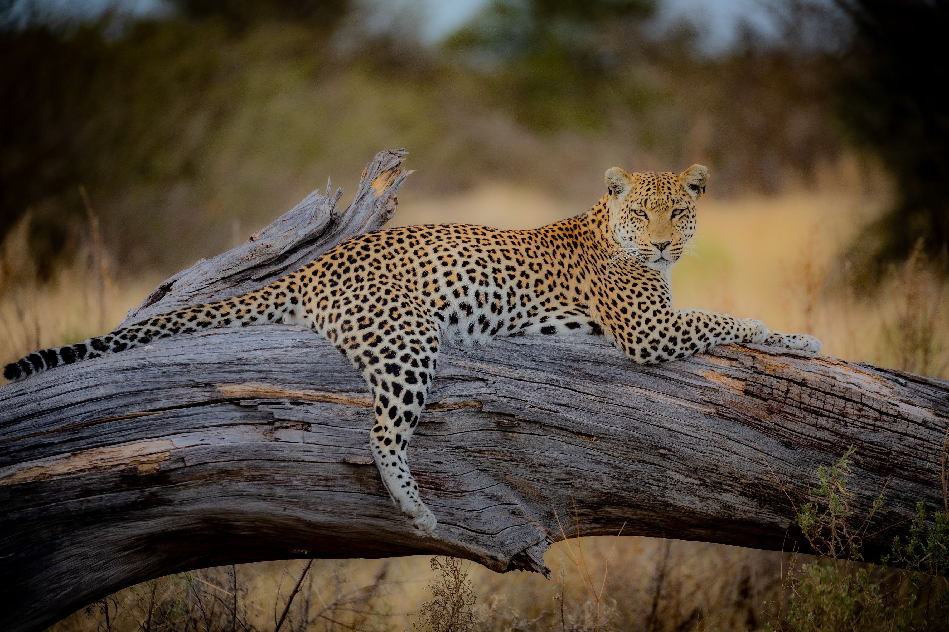 Leopard auf einem Baumstamm in Botswana