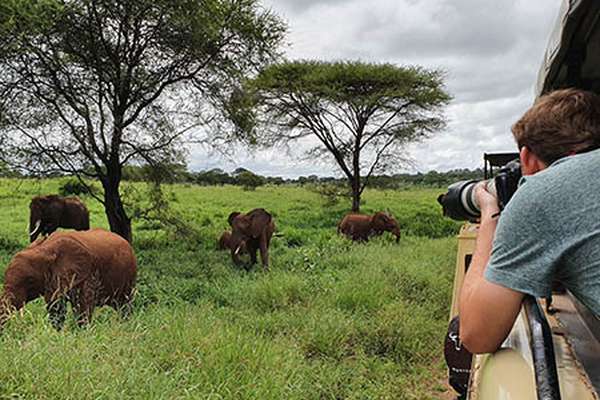 Safari